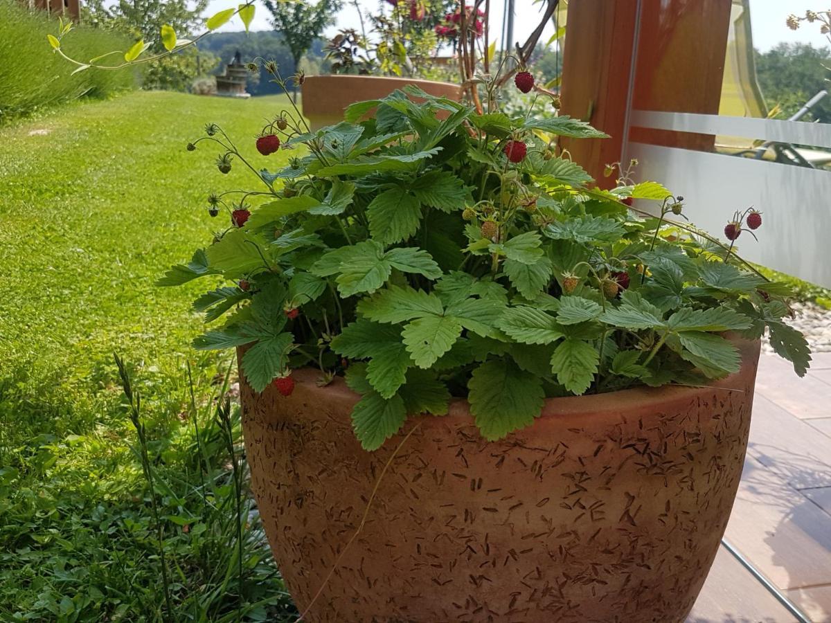 B&B Villa Angelina Rogaška Slatina Eksteriør billede